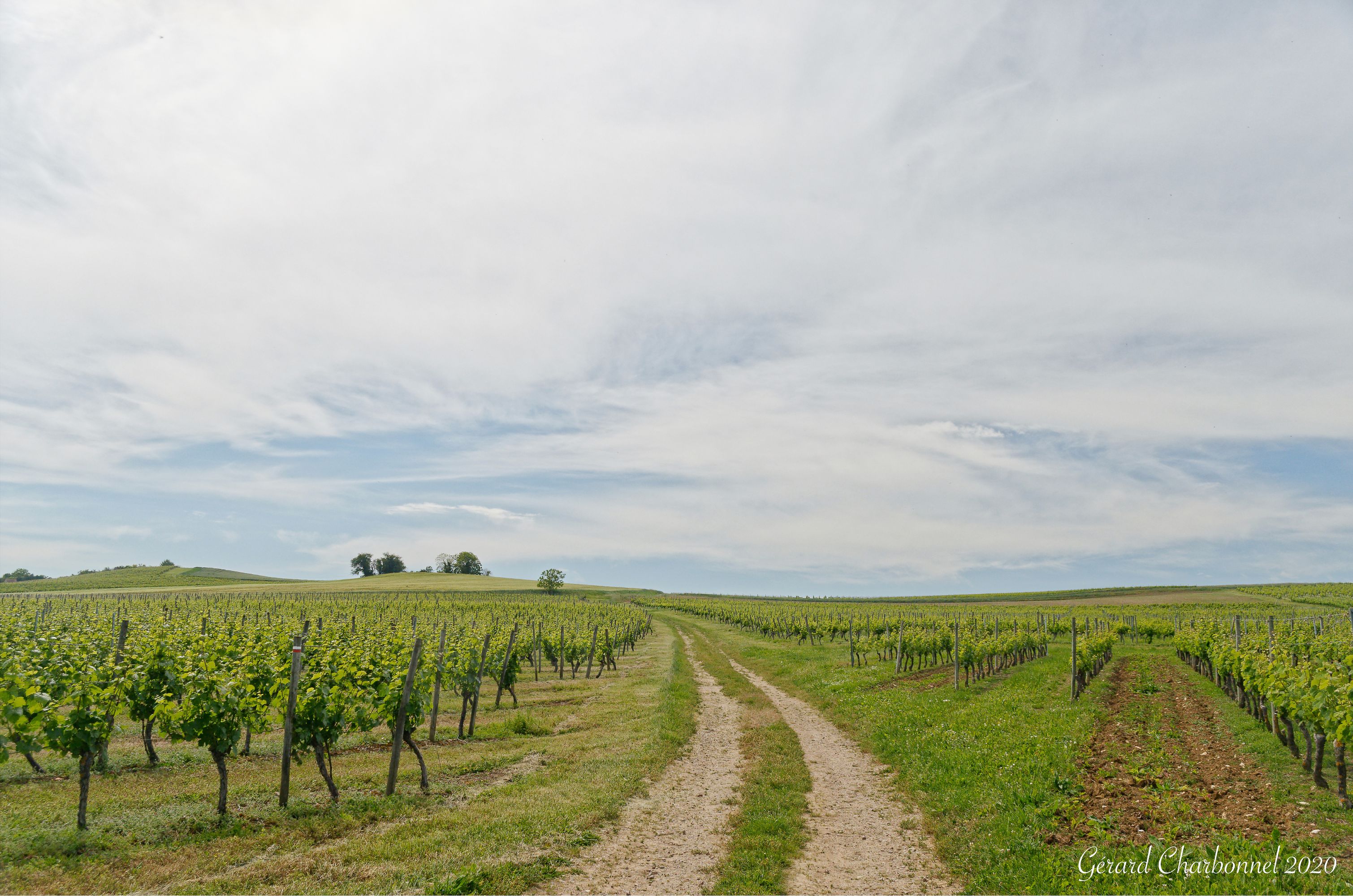 Vignoble de Saint-Pourçain à Louchy-Montfand (Allier)