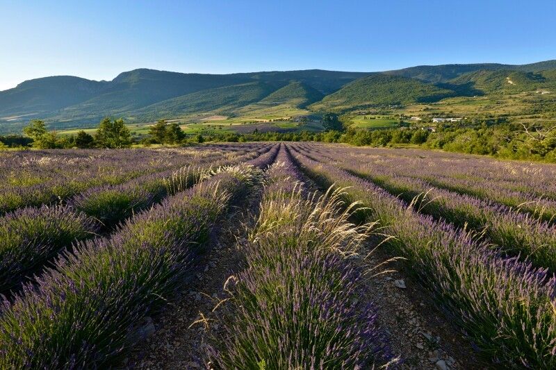 champ de lavande dans la Drôme