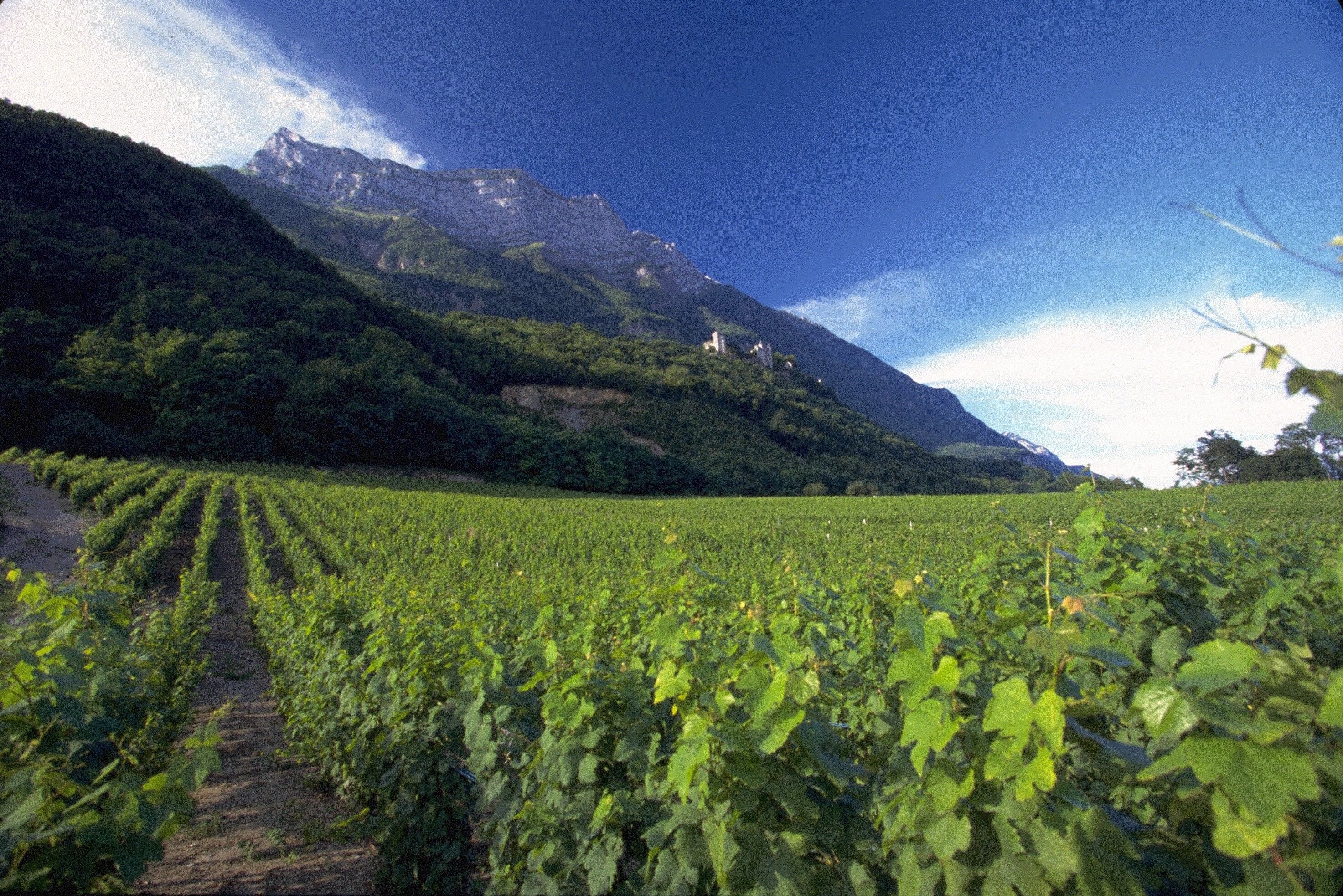 Vignoble des vins de Savoie, Bauges, 73
