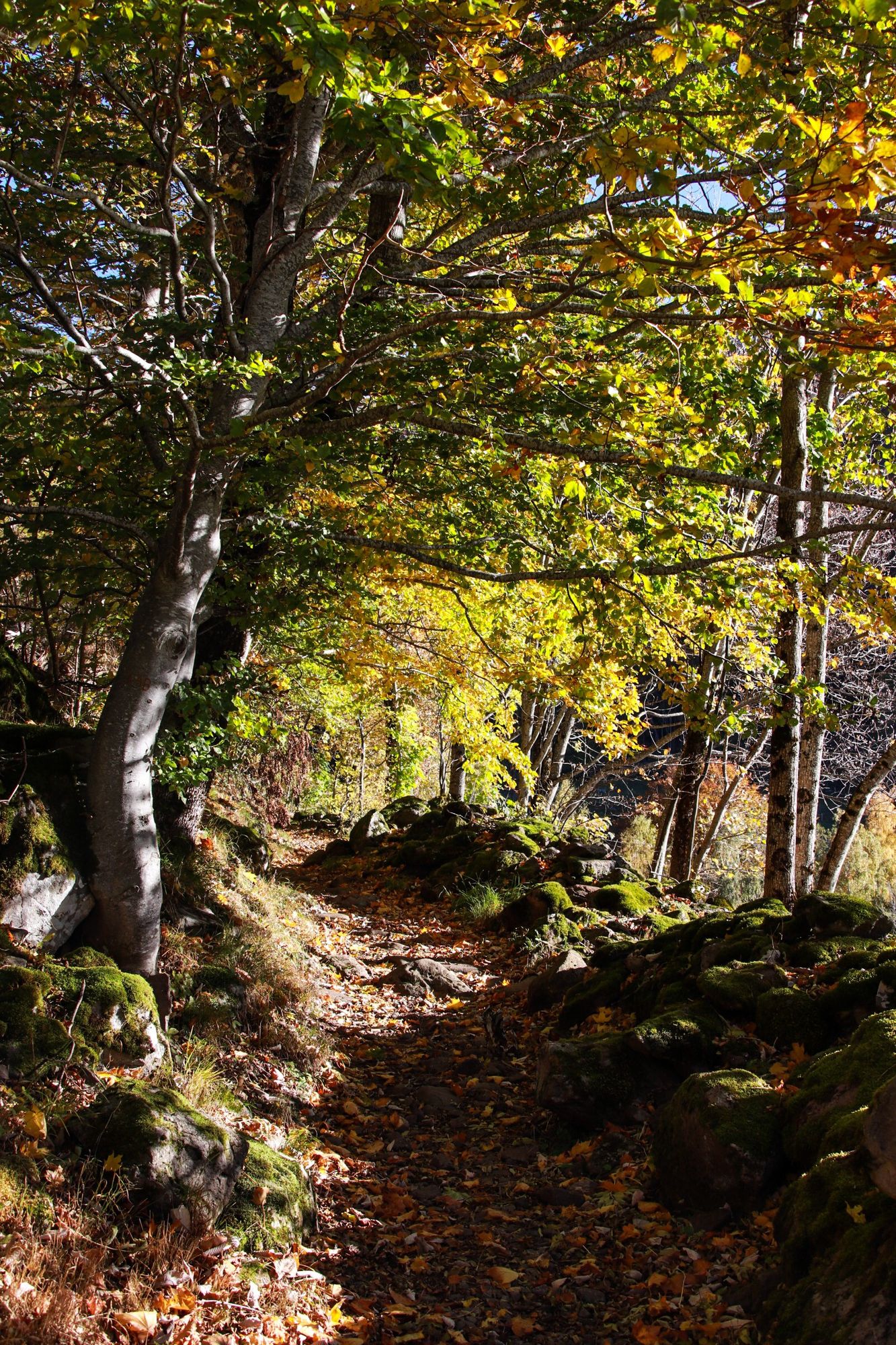 Paysage d'automne dans le Cantal
