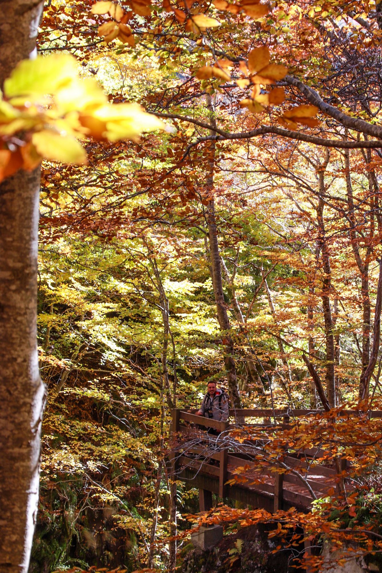 Arbres d'automne dans le Cantal