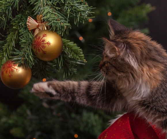 Sapin de Noël et chat