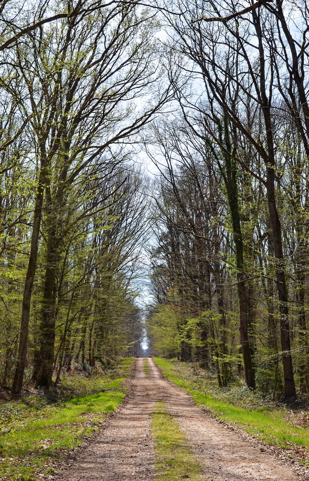 Route de Planchegrosse - Forêt de Tronçais - Allier