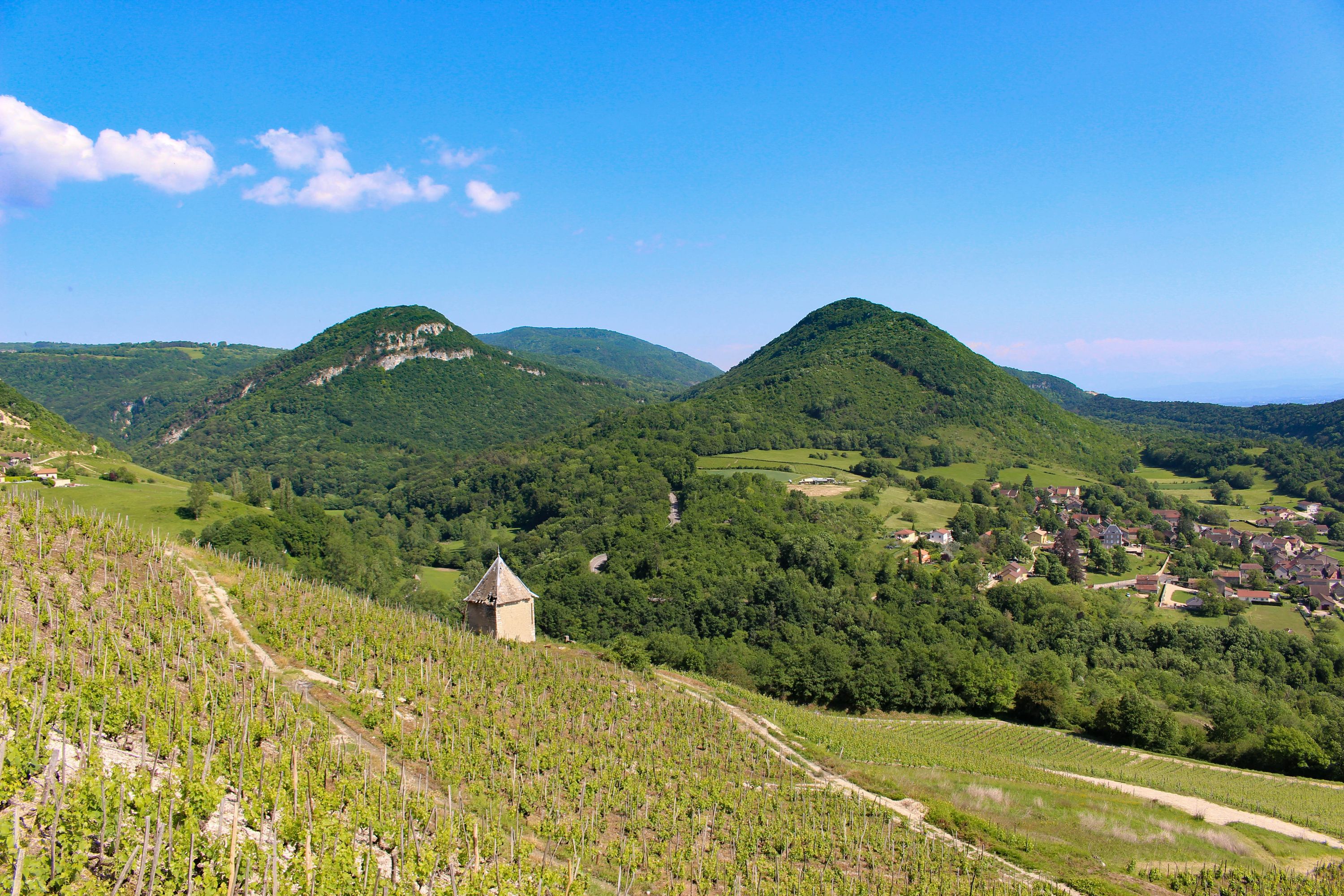 Vignoble et vignes de Montagnieu, village producteur du vin blanc pétillant Montagnieu méthode traditionnelle dans le Bugey (Ain)