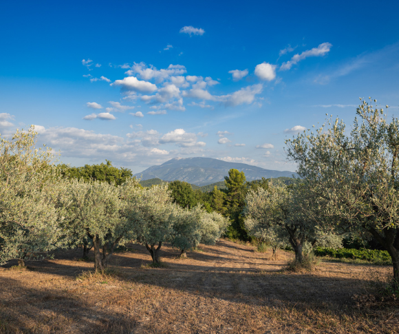 paysage Provence oliveraie Mont Ventoux