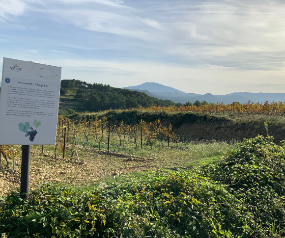 Sentier viticole et panoramique de Rasteau